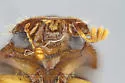 Cephalocyclus luteolus - photo 4