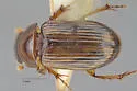 Cephalocyclus luteolus - photo 5