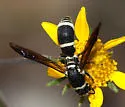 Cephalodynerus deformiceps