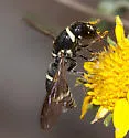 Cephalodynerus deformiceps - photo 2