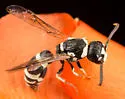 Cephalodynerus russipes
