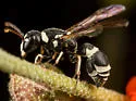 Cephalodynerus russipes - photo 4