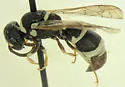 Cephalodynerus russipes - photo 5