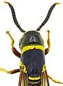 Cephalodynerus unicornis - photo 2