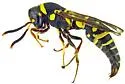 Cephalodynerus unicornis - photo 4