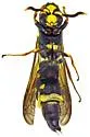 Cephalodynerus unicornis - photo 5