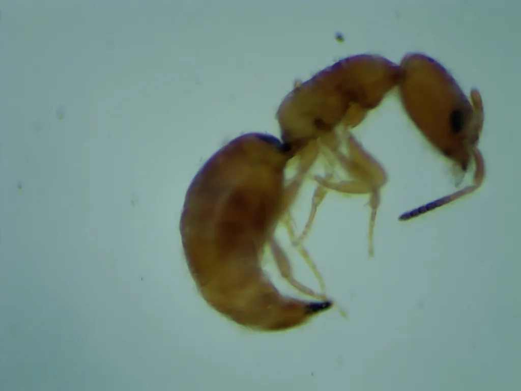 Cephalonomia gallicola - photo 2