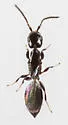 Parasitic Grain Wasp