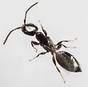 Parasitic Grain Wasp - photo 2