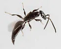 Parasitic Grain Wasp - photo 3