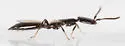 Parasitic Grain Wasp - photo 4