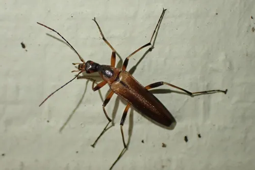 Cephaloon bicolor - photo 2
