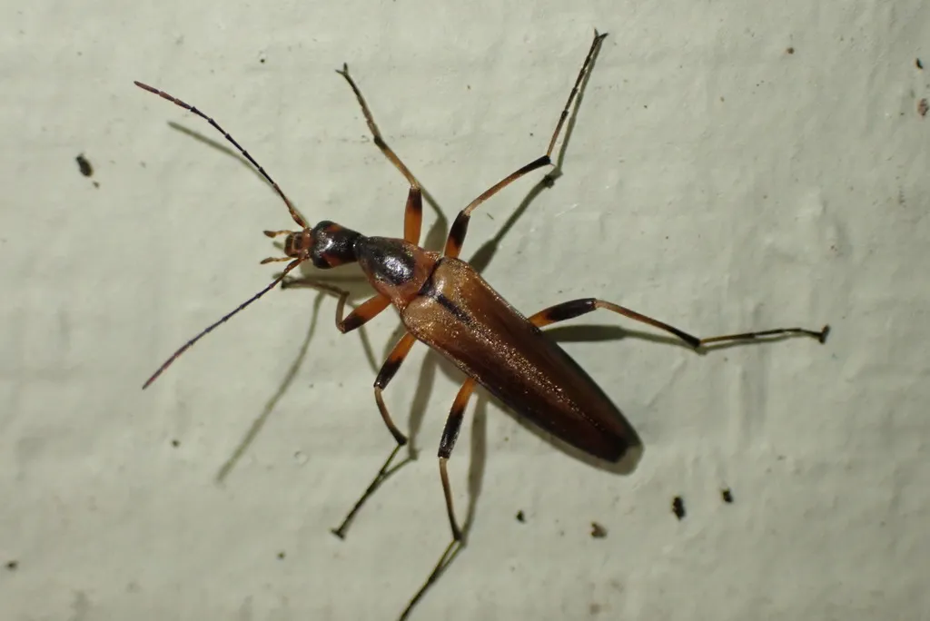 Cephaloon bicolor - photo 3