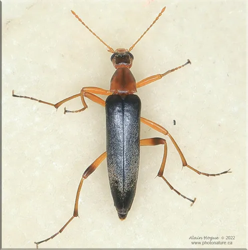 False Leptura Beetle