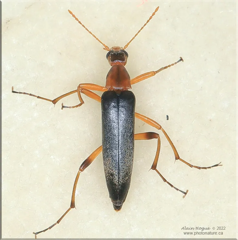 False Leptura Beetle - photo 2