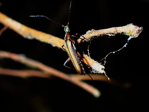 Cephaloon pacificum