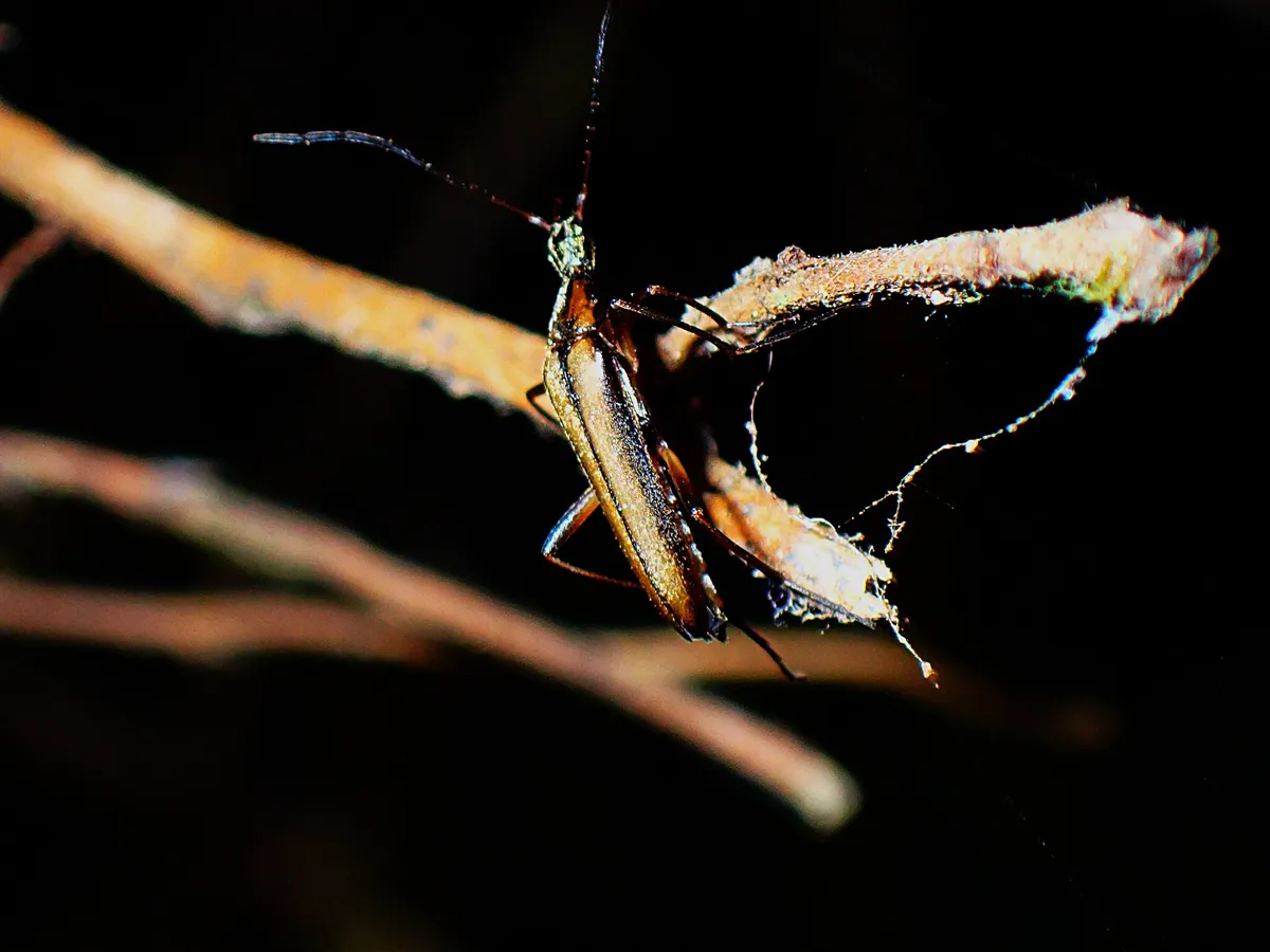 Cephaloon pacificum - photo 2