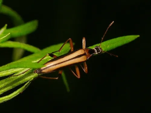 Cephaloon pallens