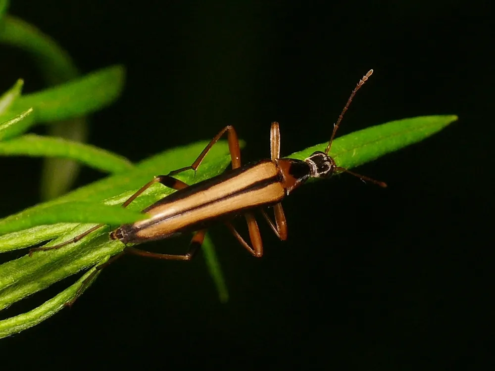 Cephaloon pallens - photo 2