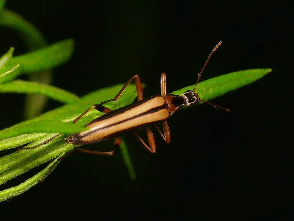 Cephaloon pallens - photo 3