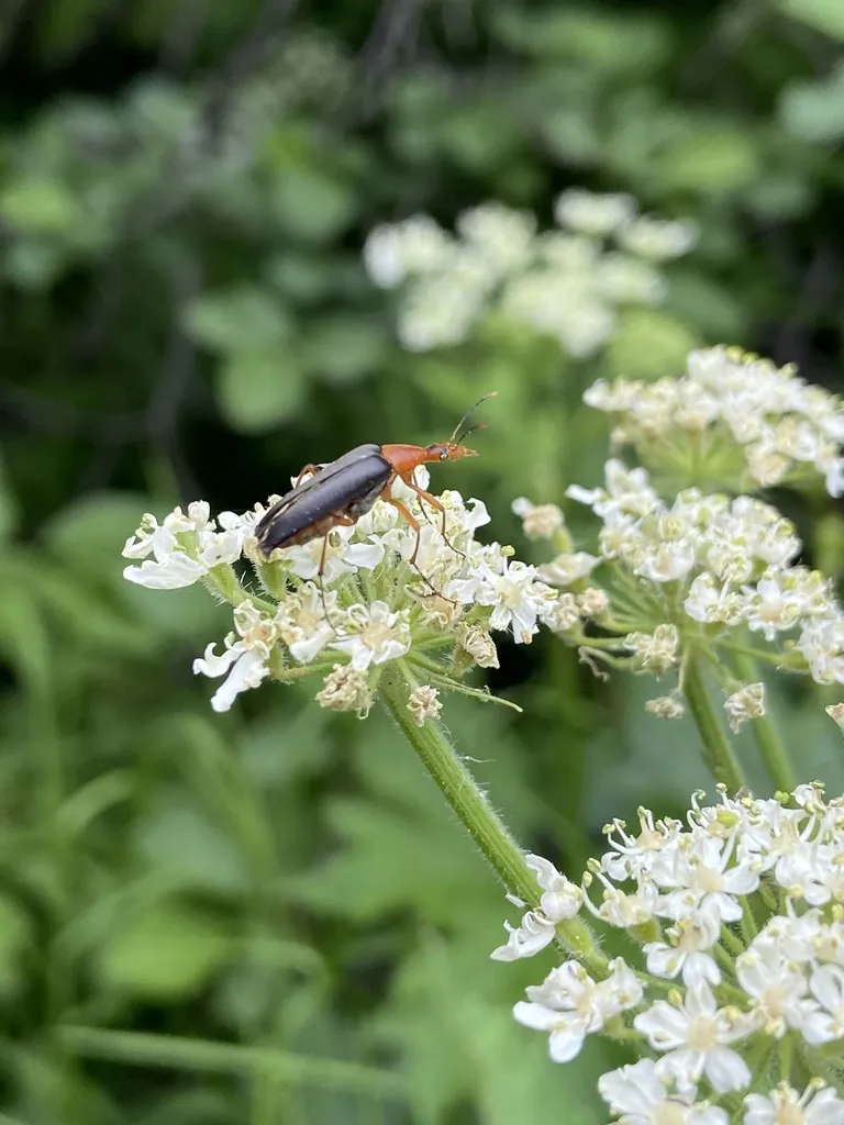 Cephaloon vandykei - photo 2