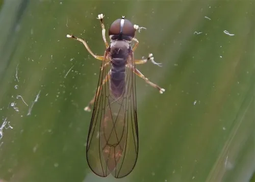 Cephalops aeneus
