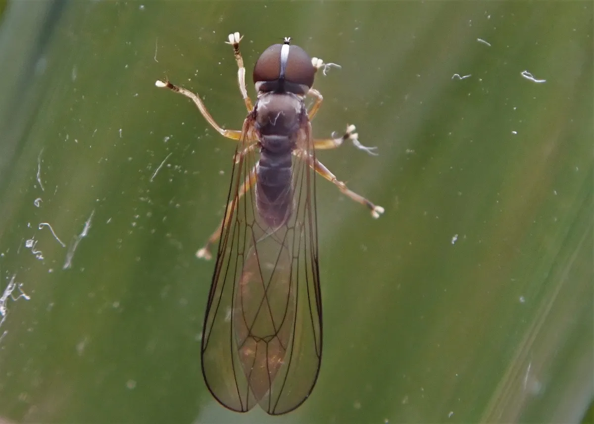 Cephalops aeneus - photo 3