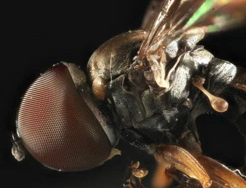 Cephalops grootaerti