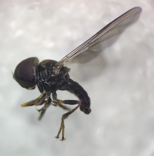 Cephalops ultimus