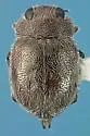 Cephaloscymnus insulatus