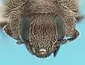Cephaloscymnus insulatus - photo 2