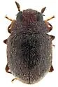 Cephaloscymnus insulatus - photo 3