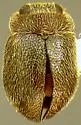 Cephaloscymnus occidentalis - photo 2