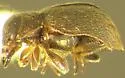 Cephaloscymnus occidentalis - photo 3