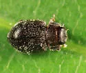 Cephaloscymnus zimmermanni