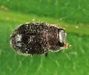 Cephaloscymnus zimmermanni - photo 2
