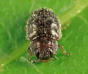Cephaloscymnus zimmermanni - photo 3