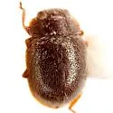 Cephaloscymnus zimmermanni - photo 4