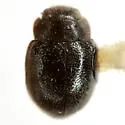 Cephaloscymnus zimmermanni - photo 5