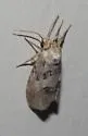 Cephalospargeta elongata - Hodges#9837