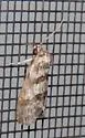 Cephalospargeta elongata - Hodges#9837 - photo 2