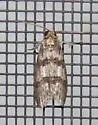 Cephalospargeta elongata - Hodges#9837 - photo 4