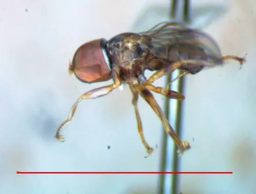 Cephalosphaera jamaicensis