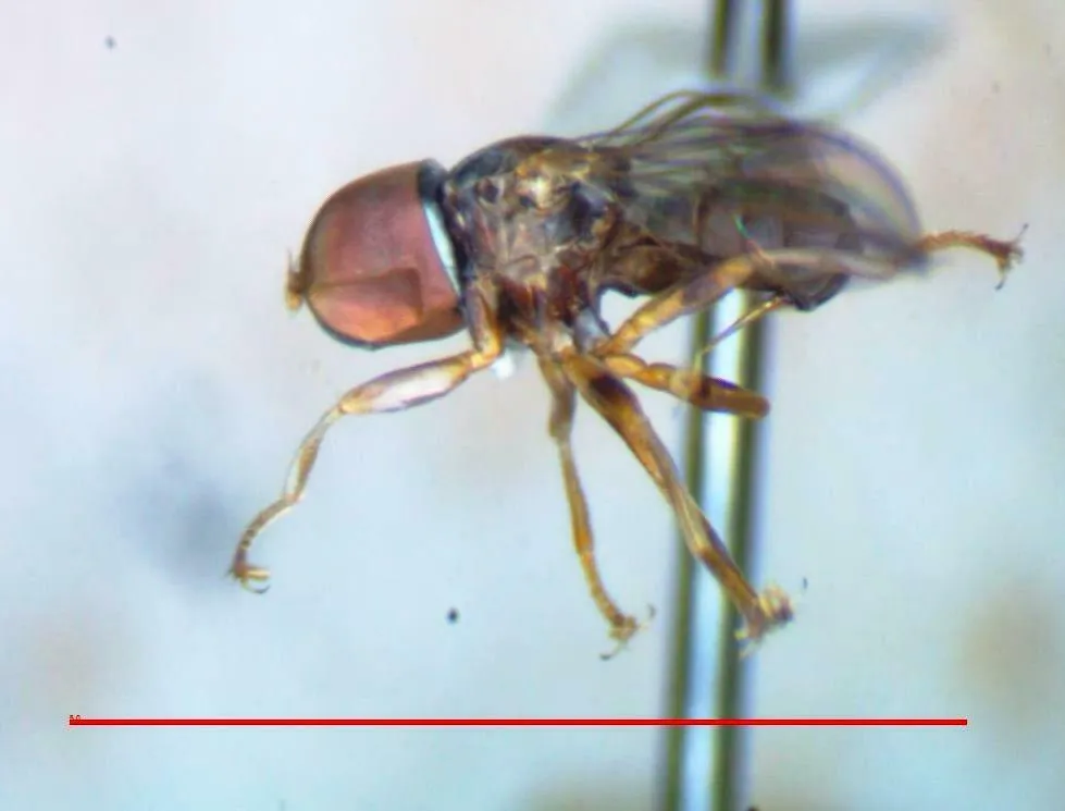 Cephalosphaera jamaicensis - photo 2