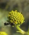 Arizona Turtle Ant