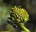 Arizona Turtle Ant - photo 2
