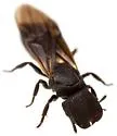 Arizona Turtle Ant - photo 3