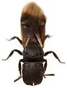 Arizona Turtle Ant - photo 4