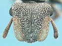 Texas Turtle Ant - photo 2