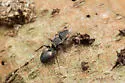 Texas Turtle Ant - photo 3